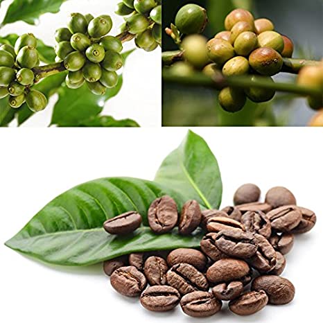 Kona coffee beans